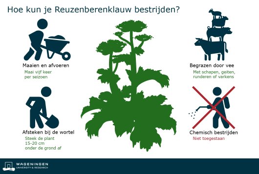 Reuzenberenklauw bestrijden Reuzenberenklauw bestrijden
