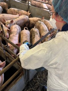 Een onderzoeker verzamelt data in de stal om het welzijn van de varkens objectief te kunnen beoordelen. Foto WUR.