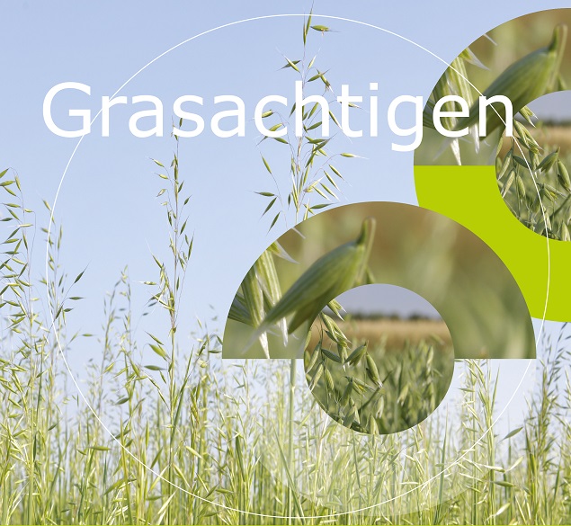 Grasachtigen