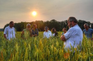 Beoordelen van zomertarwepopulaties