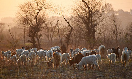 sheep.png sheep.png