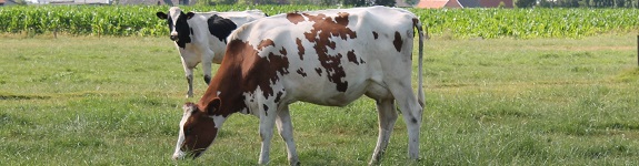 GrASTech_grazing cows_575x150.jpg GrASTech_grazing cows_575x150.jpg